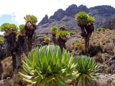 Mt.Kenya