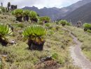 Sirimon Route - stoupn k Shiptons Camp