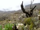 Machame Route - stoupn k Shira Camp