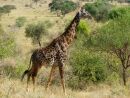 Tanznie - NP Tarangire