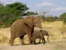 Tanznie - NP Tarangire
