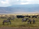 Tanznie - NP Ngorongoro