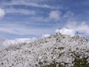Temlberg