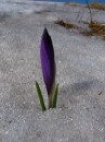 Krokusy na sn�hu